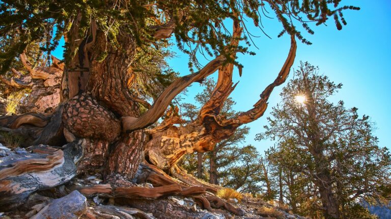 Ancient Bristlecone Pine Forest