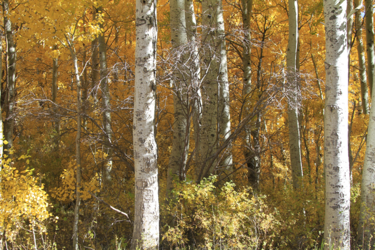 Best Fall & Winter Getaways in the Eastern Sierra