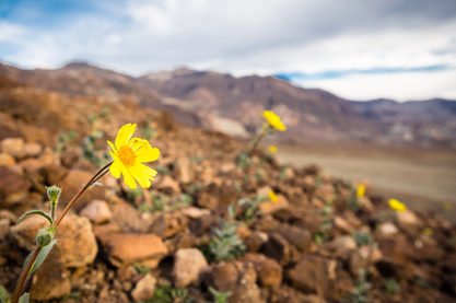 Spring Vacation in the Eastern Sierra: Wildflowers, Waterfalls, and Desert Exploration