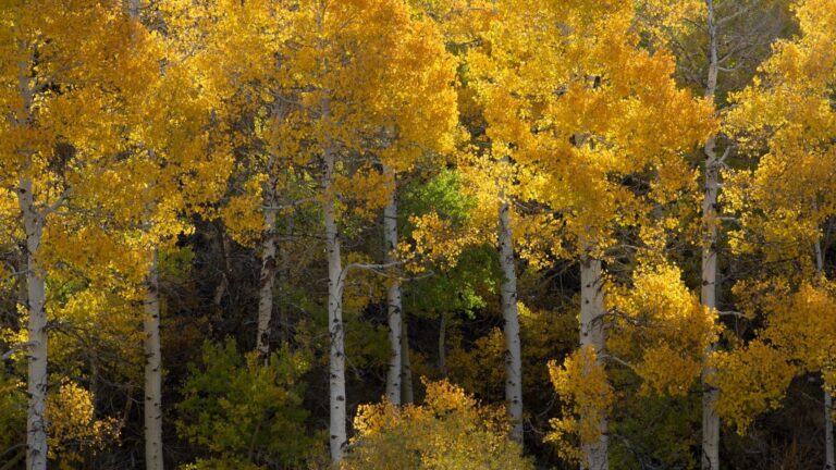 What Causes Fall Colors? Why Leaves Change in Autumn