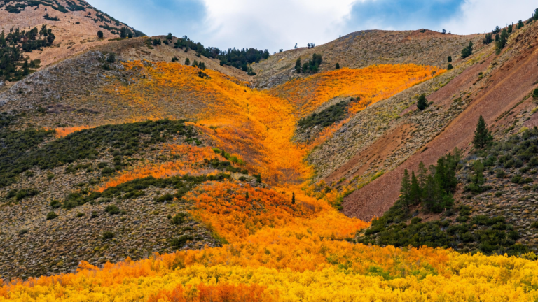 Bishop Fall Color