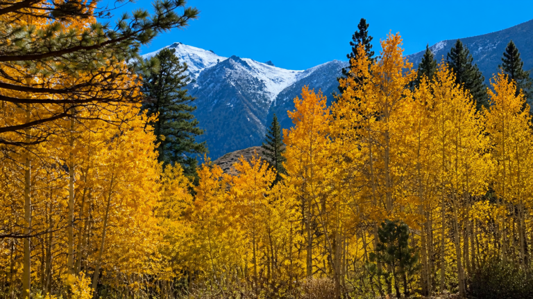 Big Pine Fall Color