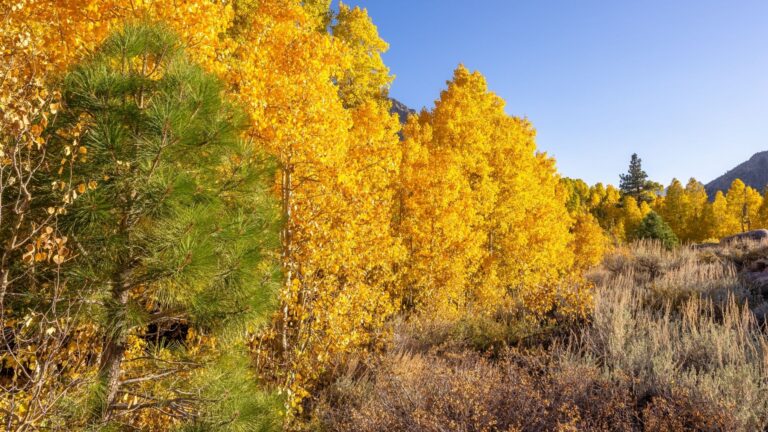 Responsible Leaf Peeping: Enjoy Fall Color with Care